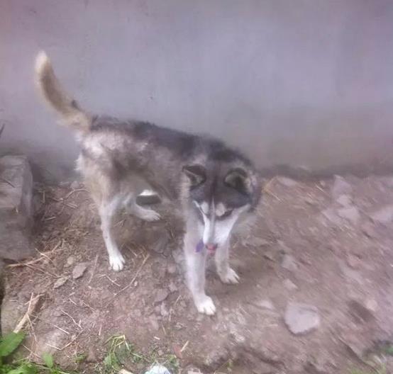 哈士奇一直嚎叫吵到隔壁怎么办,邻居家的哈士奇一直叫怎么办