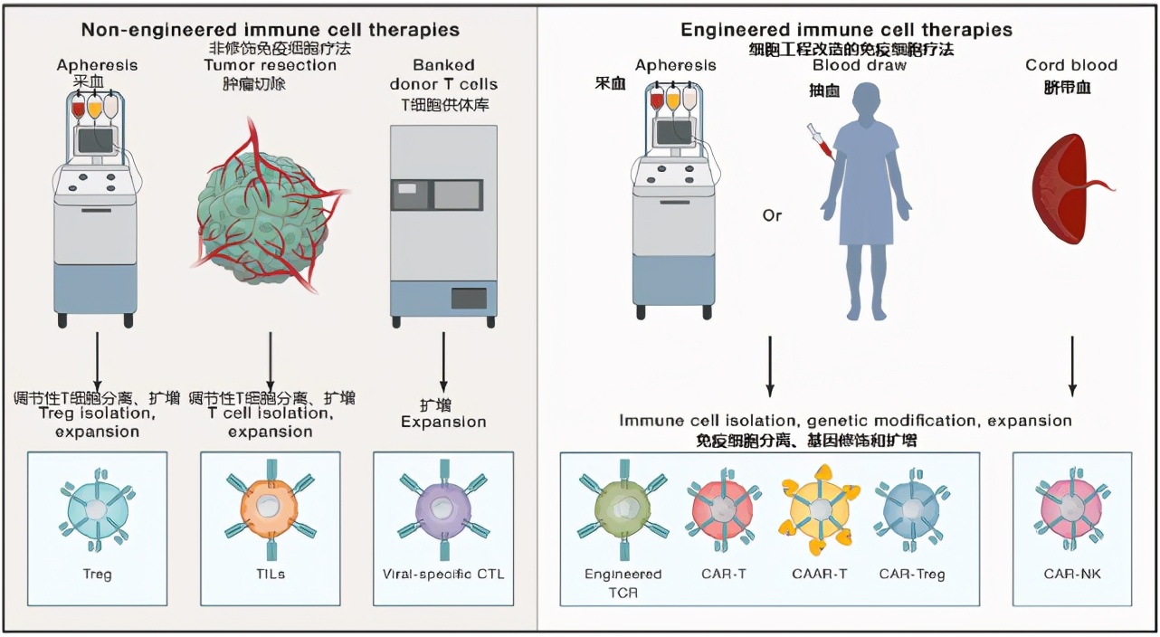 nk免疫细胞治什么病,nk免疫细胞治疗癌症的靠谱吗