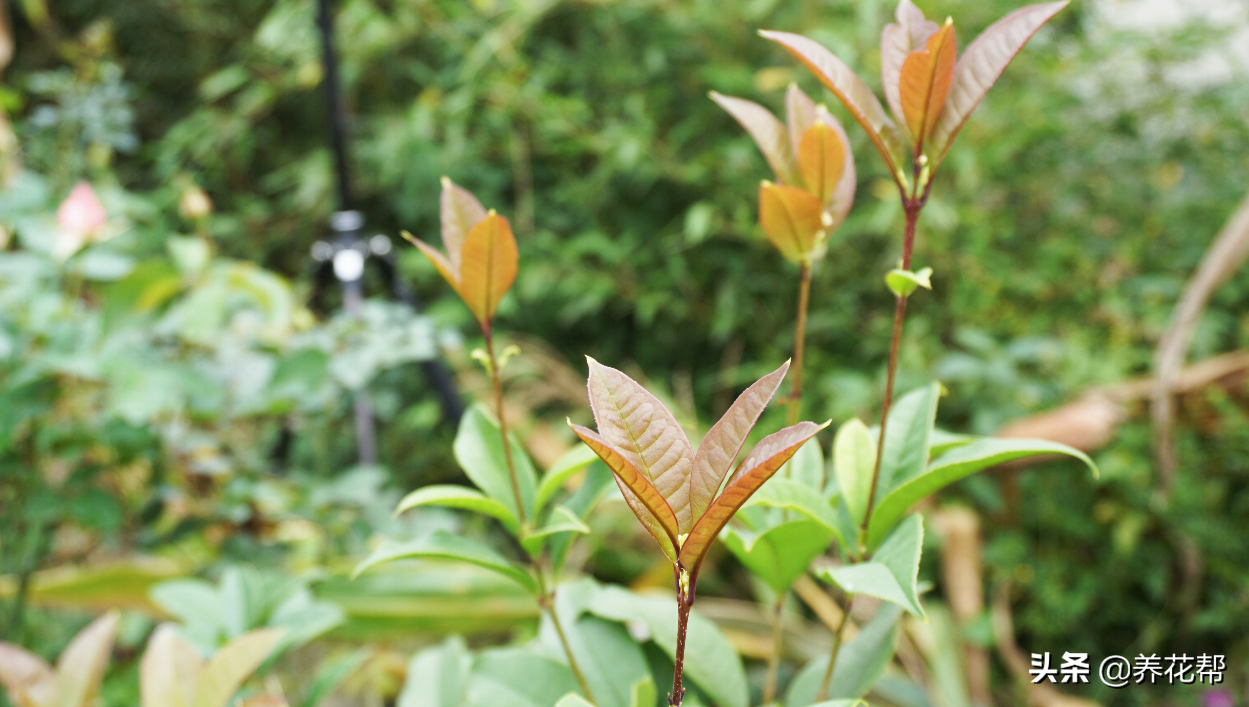 地栽桂花树叶落完了能活不,移栽桂花盆景枯叶掉落怎么办