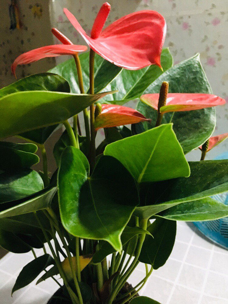 粉掌冻了怎么补救,粉掌冻了怎么办