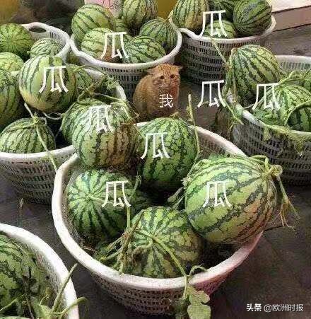 当Twitter上刮起了一阵茶文化，这事儿可不太妙