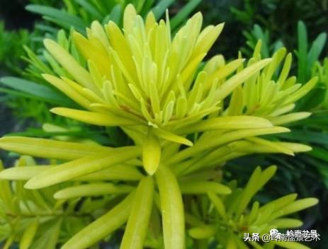 旺财罗汉松,罗汉松招财还是挡煞