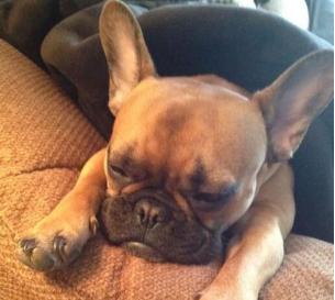 为什么说法国斗牛犬“难养”？这5点，养过的都深有体会