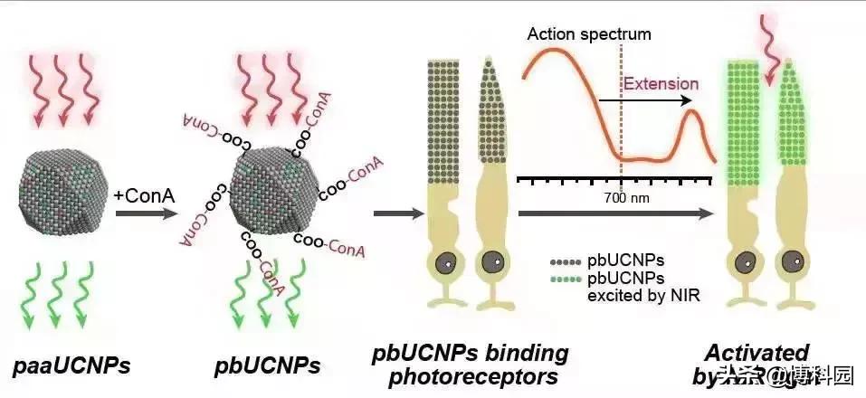 突破视觉极限！打一针就能看见红外线，中国科学家打造超能力鼠