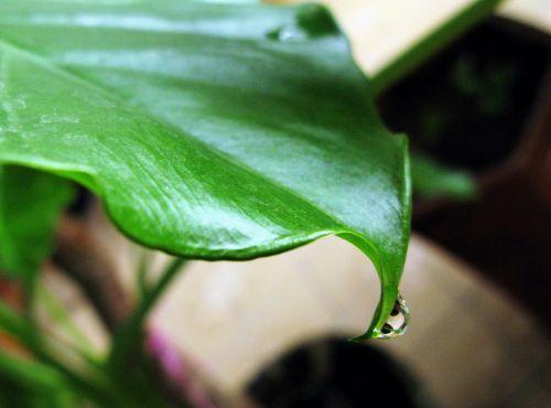 滴水观音冬天能冻死吗,滴水观音冬天多久浇一次水