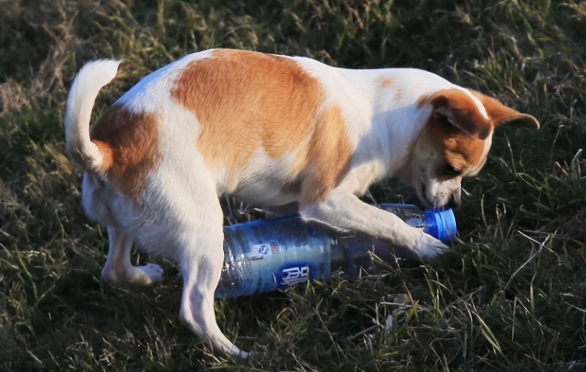 狗狗最喜欢的免费玩具,6-8个月狗狗玩的玩具推荐