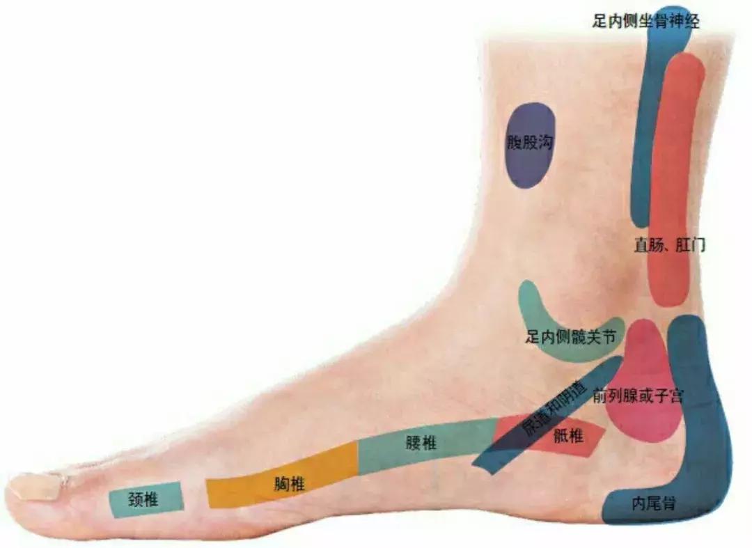 背诊图五脏六腑反射区,足部反射区解析大全