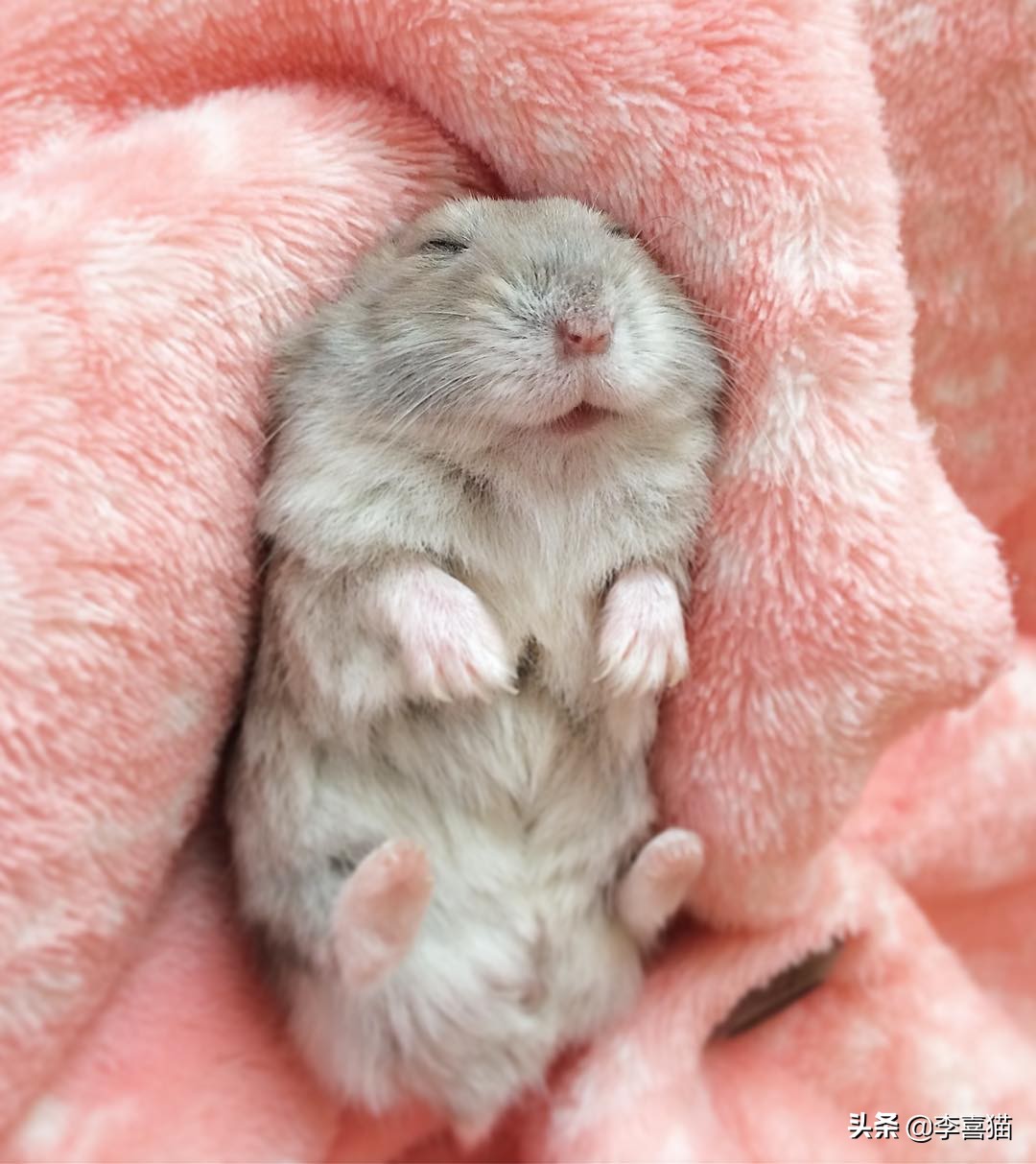 仓鼠是独居好还是群居好,养一只仓鼠会孤独吗