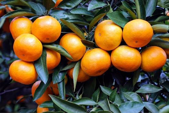 浙江黄岩贡桔园,贡橘园景点