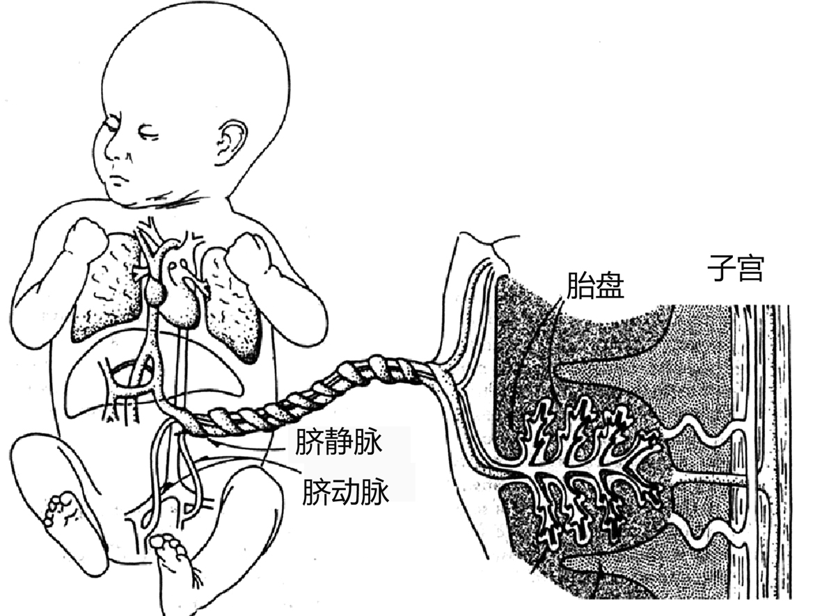 明明白白做超声23-2：妊娠期子宫及卵巢超声多普勒检查