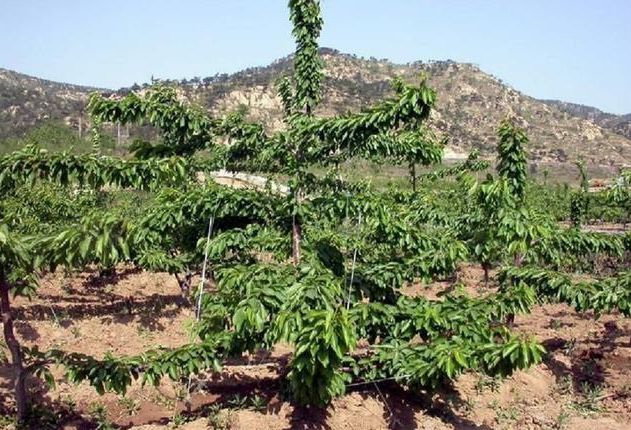 要想种好菜这些常识要牢记,樱桃树怎么种的好