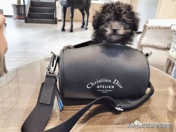 非常好看的宠物包,大家的包都带什么玩偶