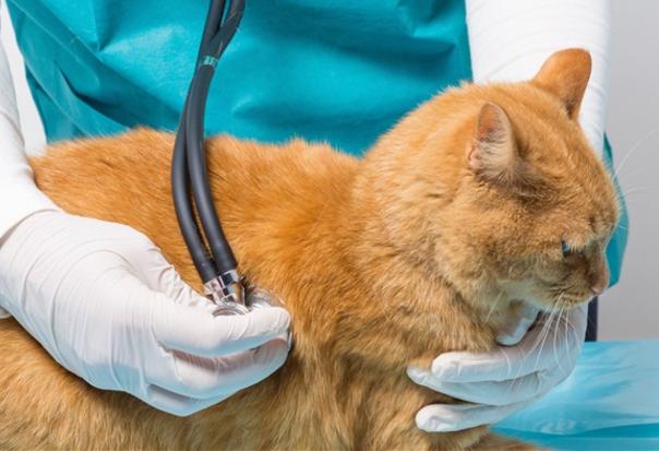 猫鼻子受伤流血怎么止血,猫咪受伤了用什么药止血