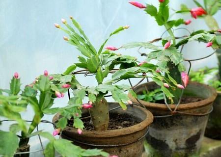 这花一年四季都能开,春节过后这些花很耐养