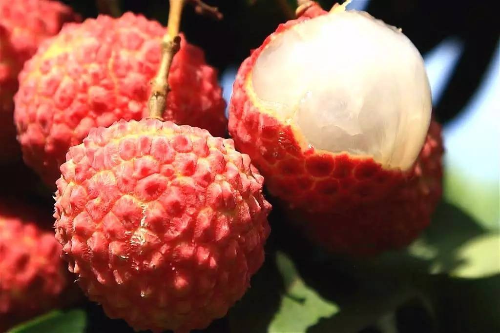 荔枝界的爱马仕,广东荔枝首选桂味荔枝