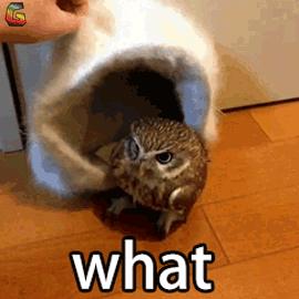 这个国家女人养家、男人带娃，汉堡王里面蒸桑拿，你知道吗？