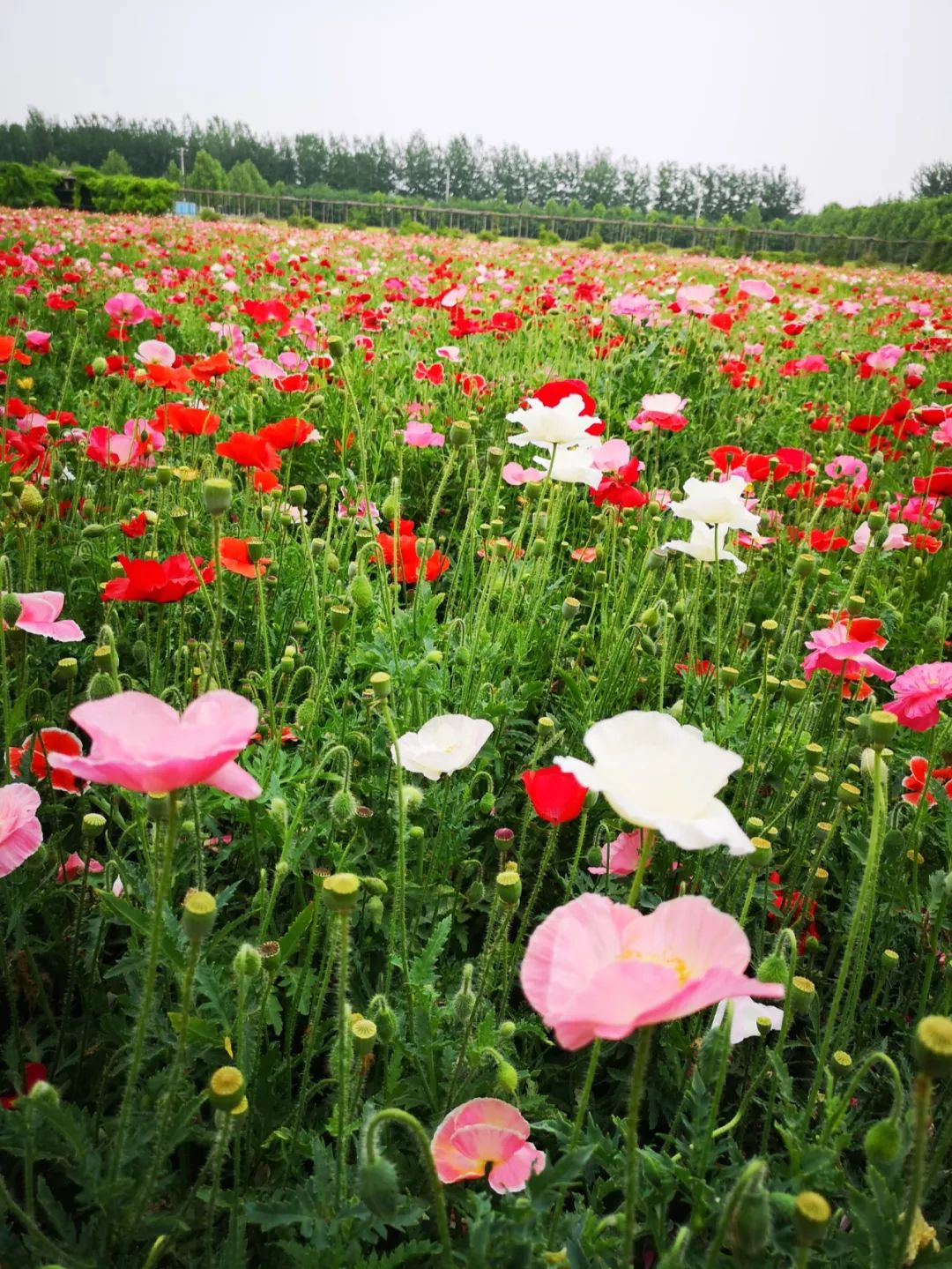 打卡北京紫谷伊甸园虞美人花海,通州看花的景点推荐免费