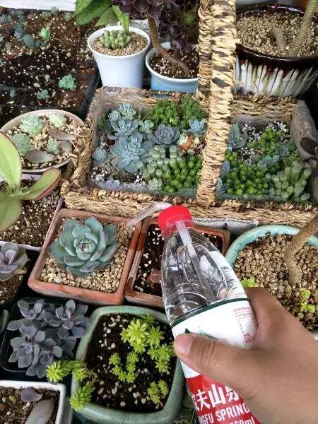 吊兰绿萝花盆制作,用塑料瓶做绿萝吊兰花瓶