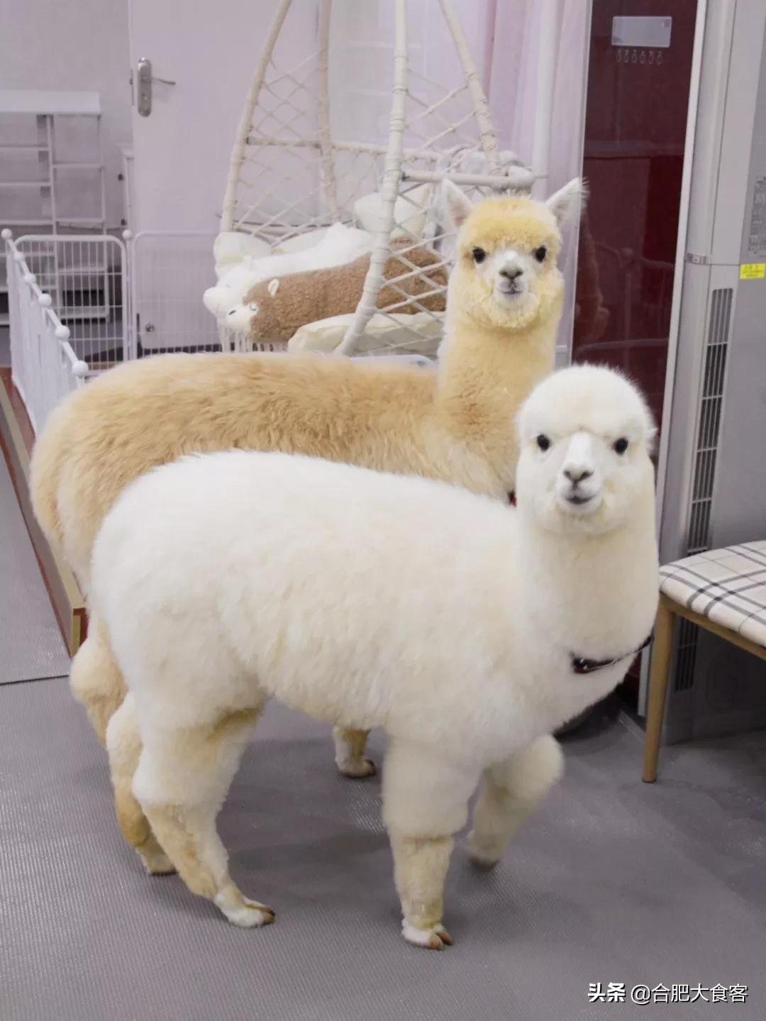 安徽合肥网红排前100名,合肥18-19年比较火的网红