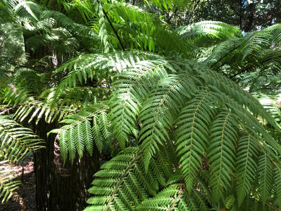 有过葡萄胎史再次怀孕会胎停吗,第一次葡萄胎第二次怀孕注意什么