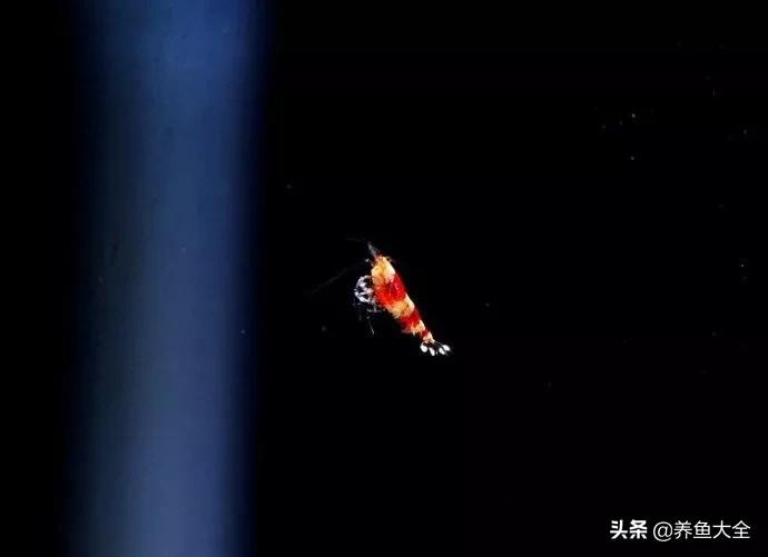 虾爆缸怎么办,极火虾怎么快速爆缸