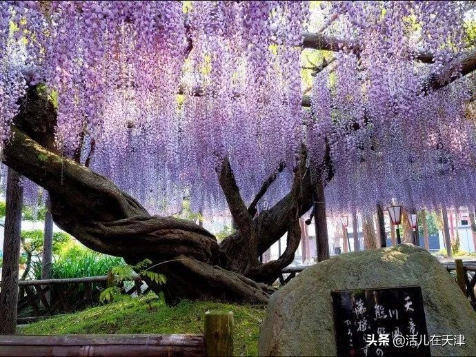 大“疫”灭清，天津2020赏花地图上线！