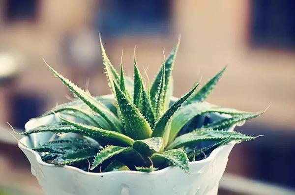 吸甲醛吸苯植物十大排行榜,什么绿色植物吸甲醛和苯