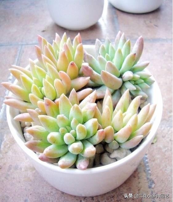 365种·常见花卉图谱，观果和多肉植物收藏篇