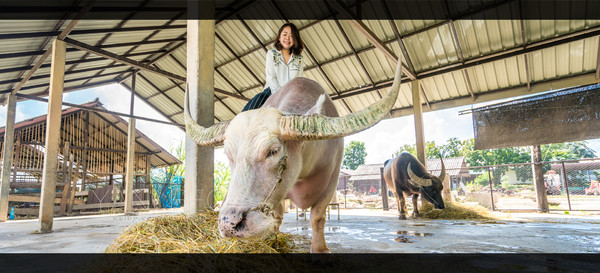 最新玩转泰国攻略,泰国旅游漫游