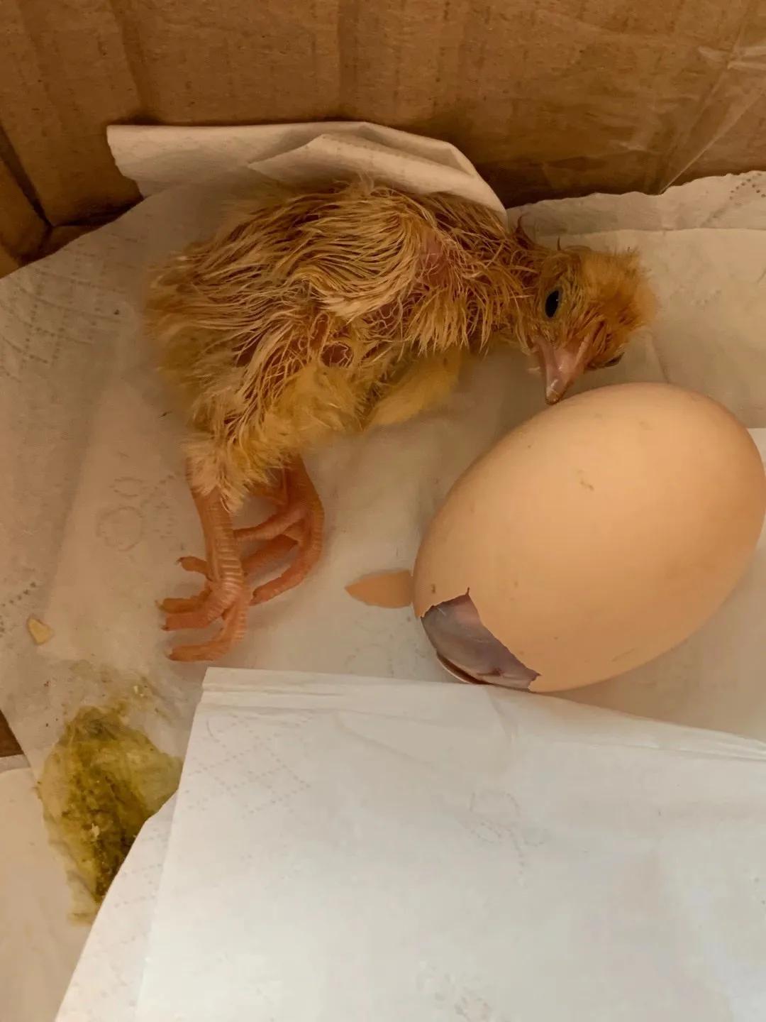 上海吃毛蛋吃出了一只小鸡,长得那么像公鸡,为什么会下蛋?