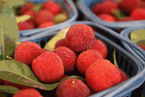 杨梅每一个大概有多少虫子,所有杨梅上都有果蝇吗