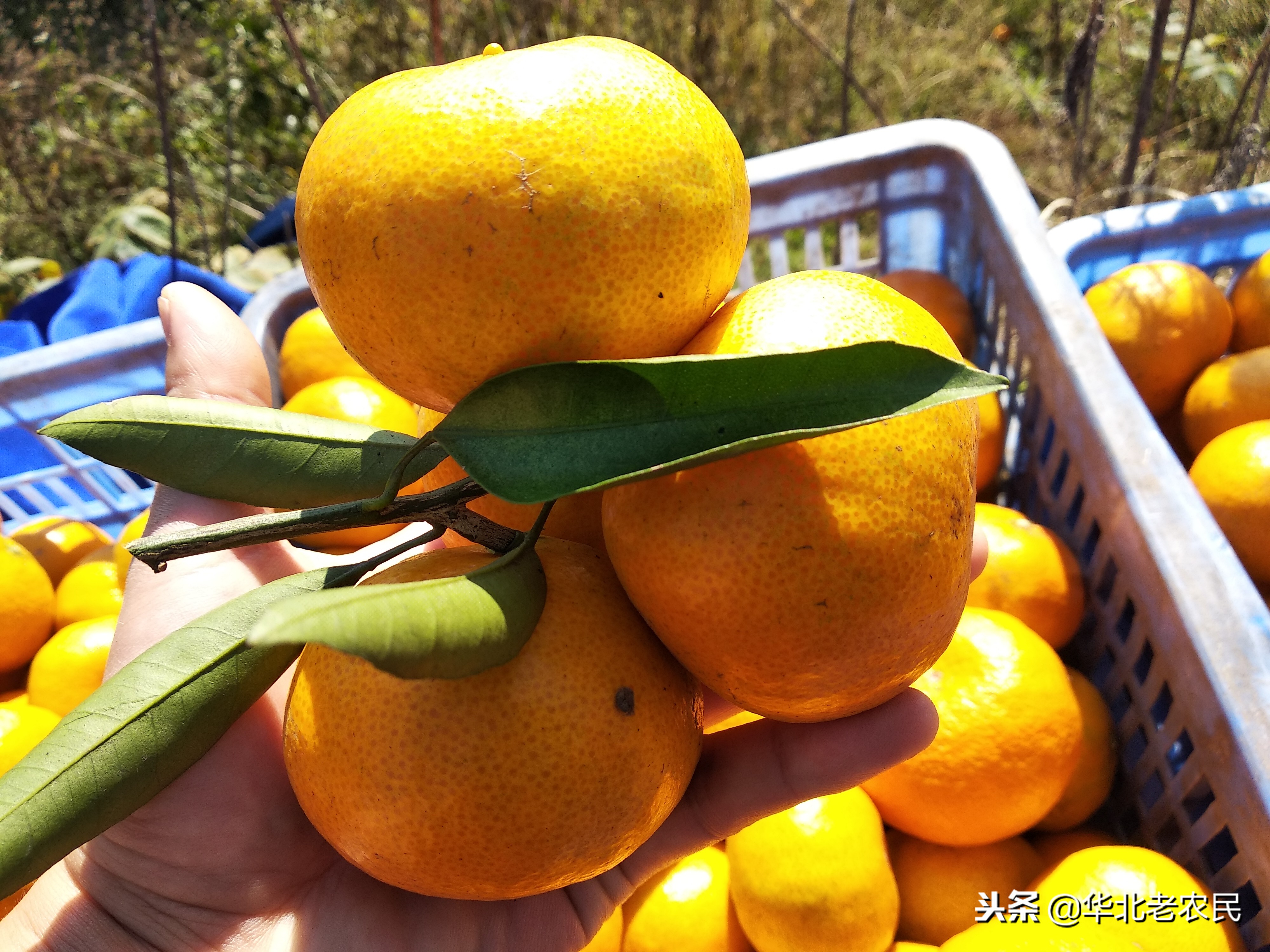 网友:你不要动,我去扛棵橘子树为什么扛的不是梨树,苹果树