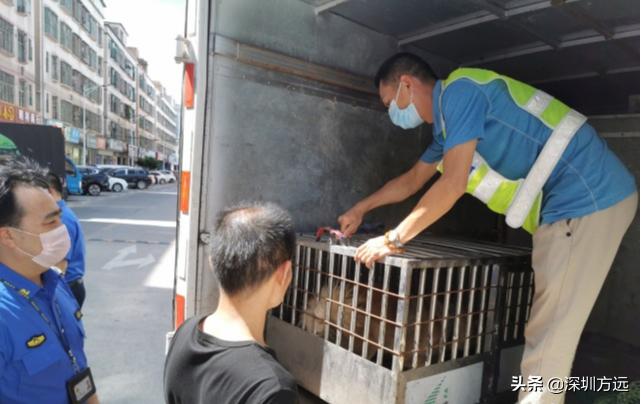 深圳爱狗人士,爱狗人士保护宠物评价