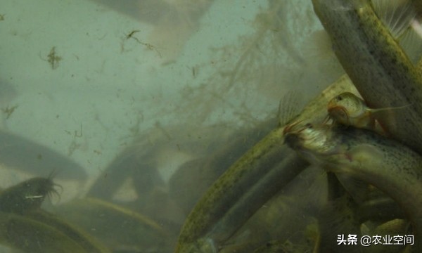 泥鳅高密度养殖技术,泥鳅养殖技术和饲料配方比较