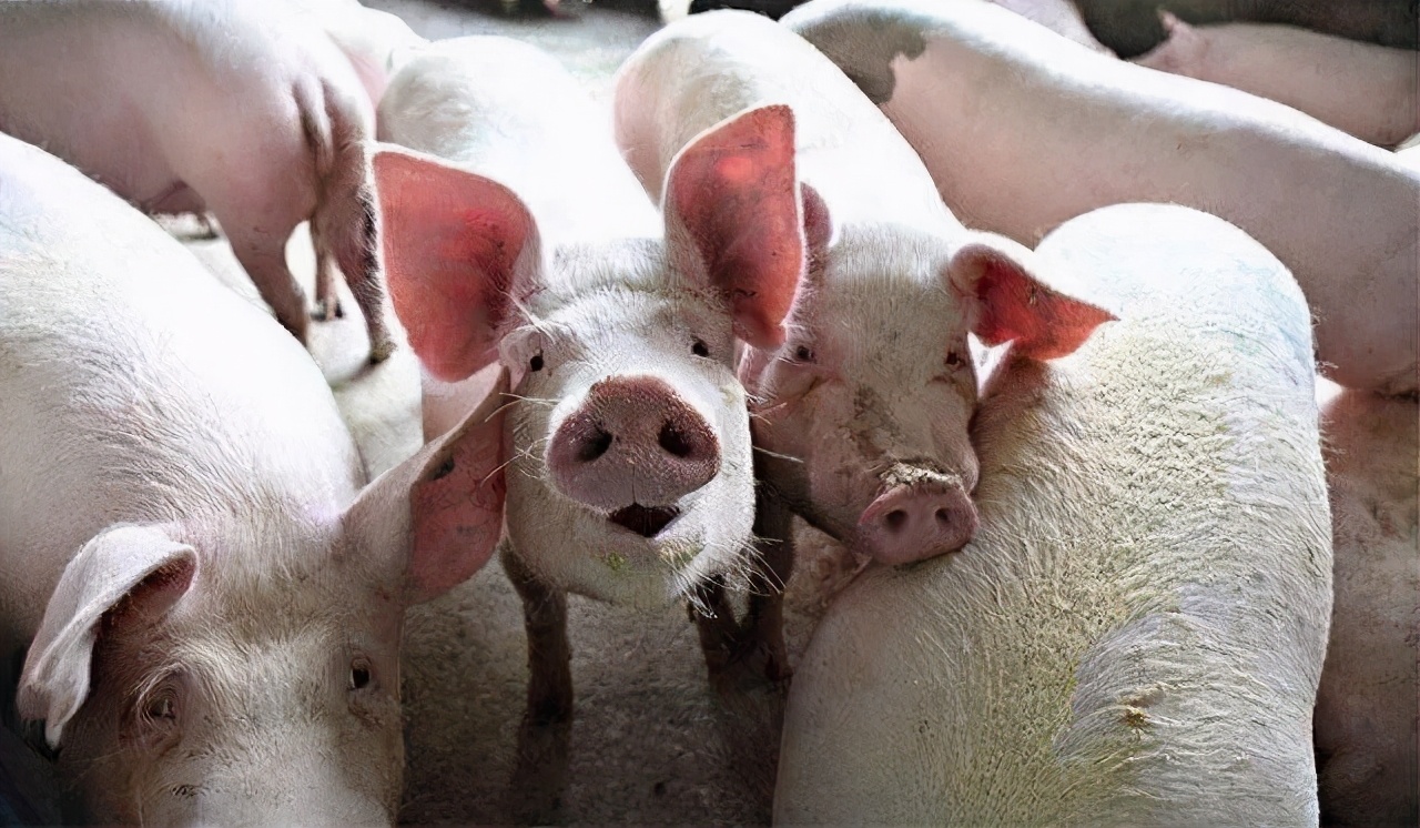 养猪驱虫剂量,养猪最好的外用驱虫药是什么药