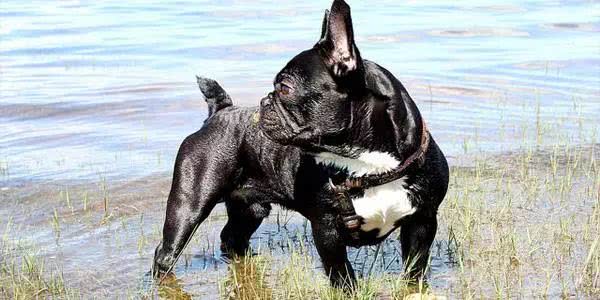 柯基小短腿狗,像柯基的都有什么狗