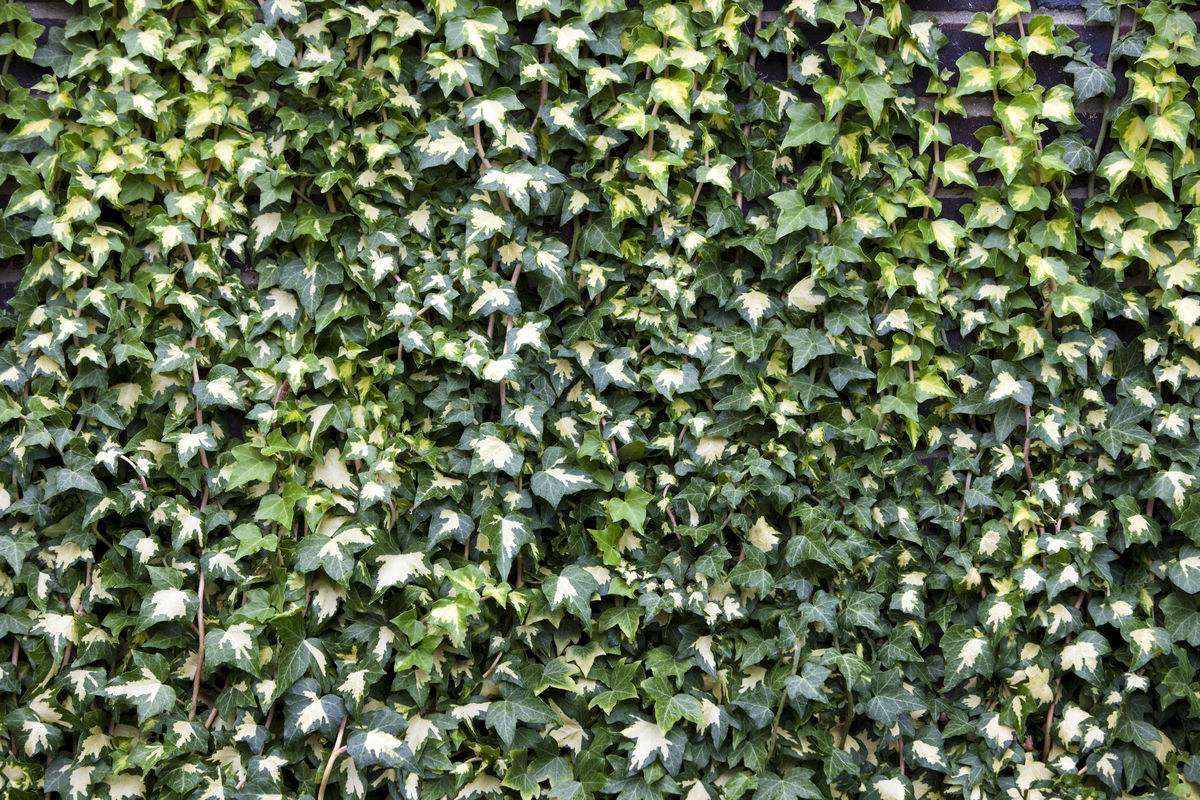 吸甲醛净化空气的绿植有哪些,可以吸甲醛净化空气的绿植