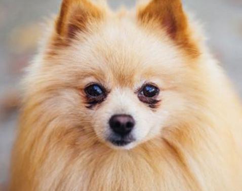 俊介犬和博美犬哪个好,俊介博美犬图片