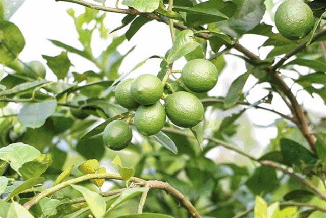 椋庣墿涔嬮兘,椋庣墿鍥涘窛