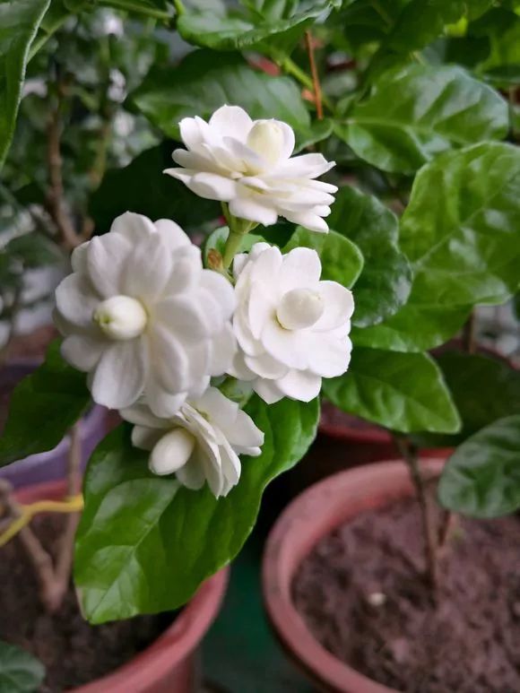 花土碱性大的原因和解决方法,花土是深层土好还是浅层土好