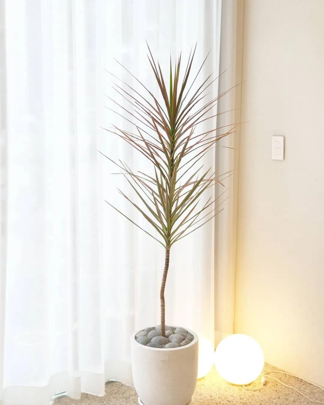 网红必备的高颜值绿植,ins风的网红绿植