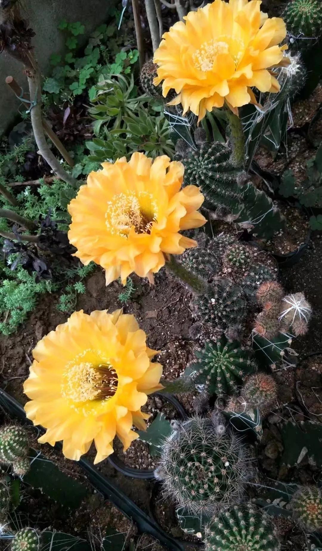 100种仙人球花图片,100种仙人球的品种视频