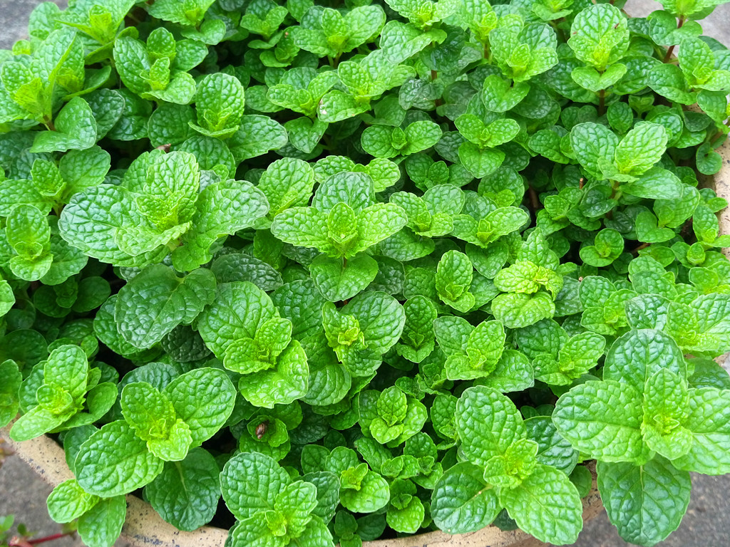 薄荷的3种繁殖方法,薄荷种子发芽了特别细弱怎么办