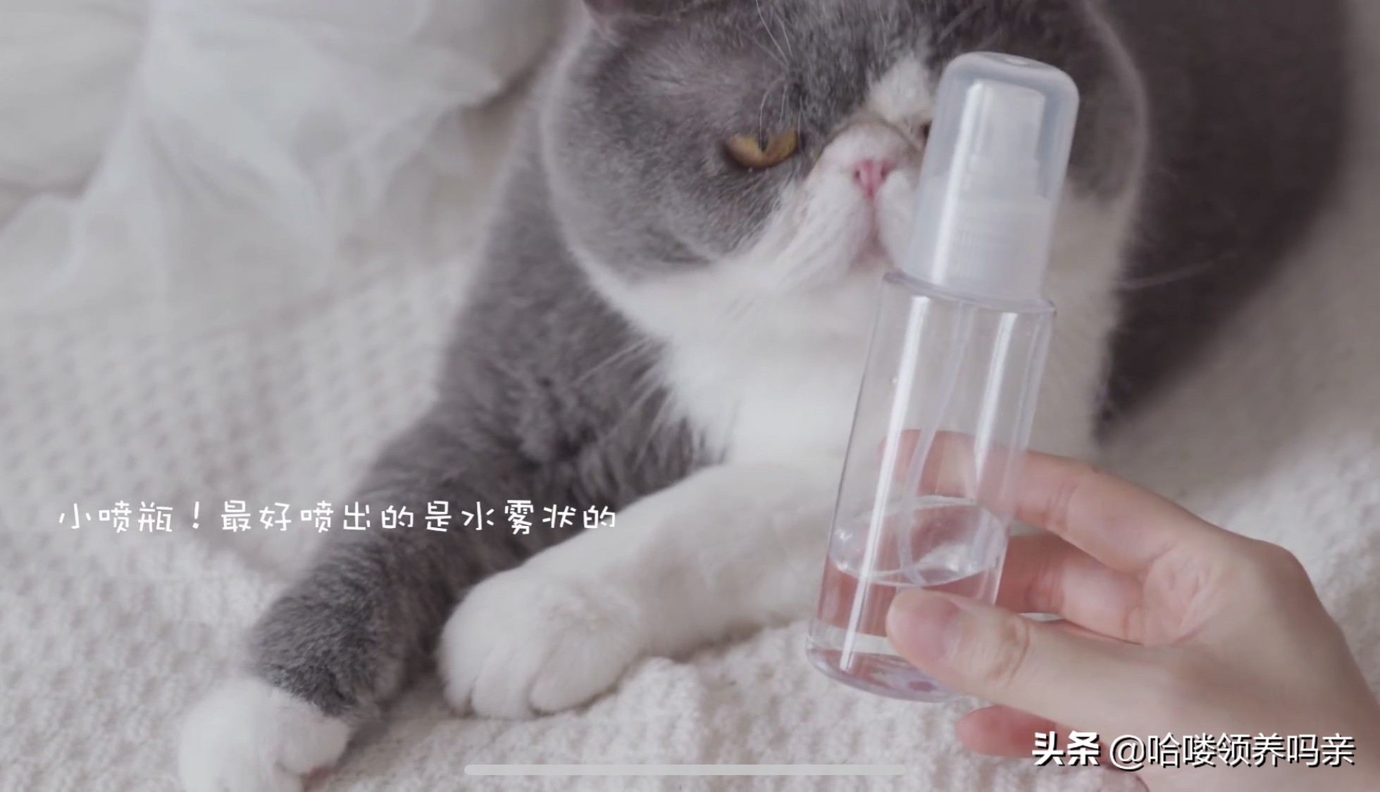 猫咪咬家具怎么办,猫咪太爱干净怎么办