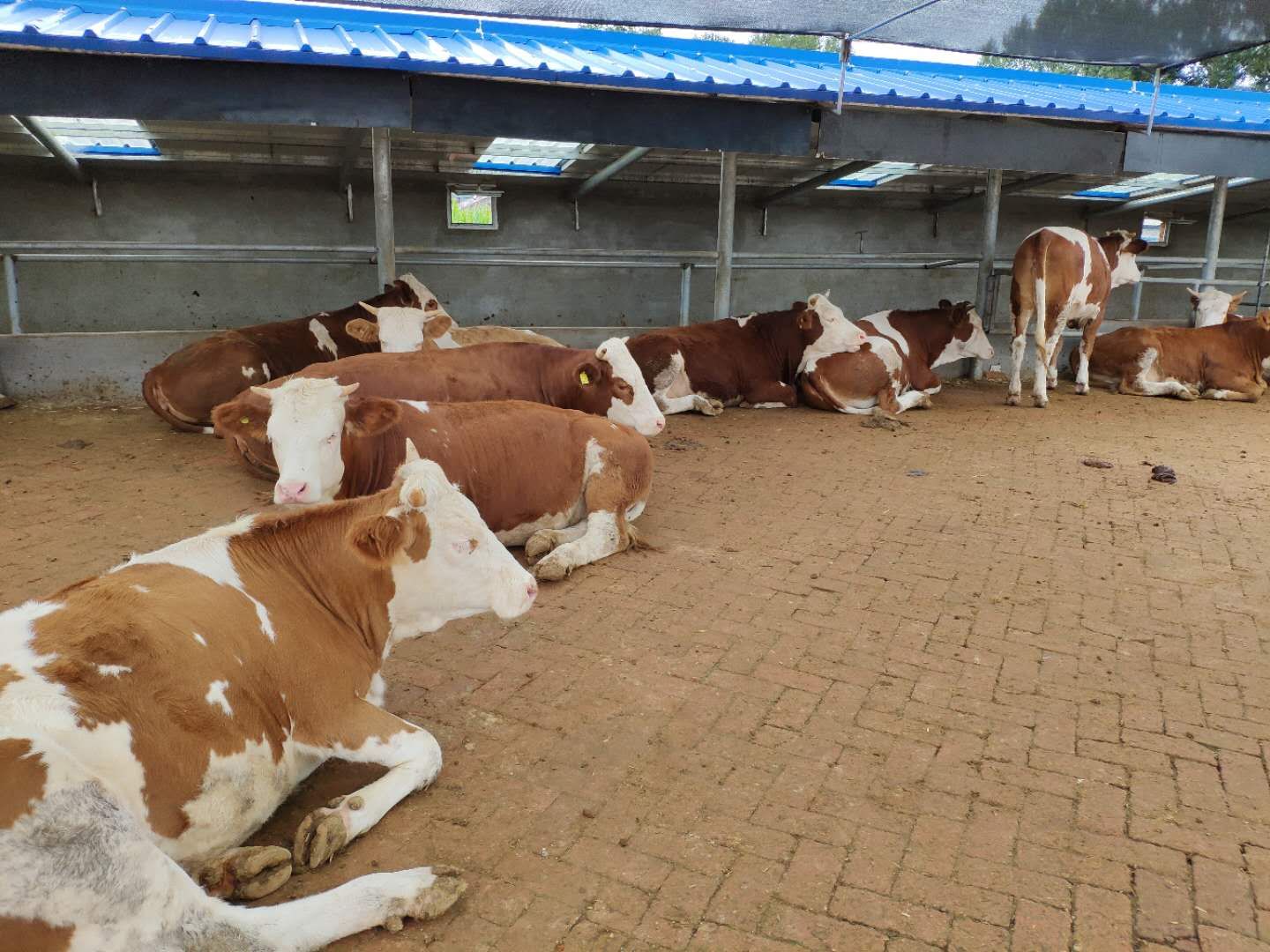 养牛的7个养母牛技术绝招,如何养好繁育母牛