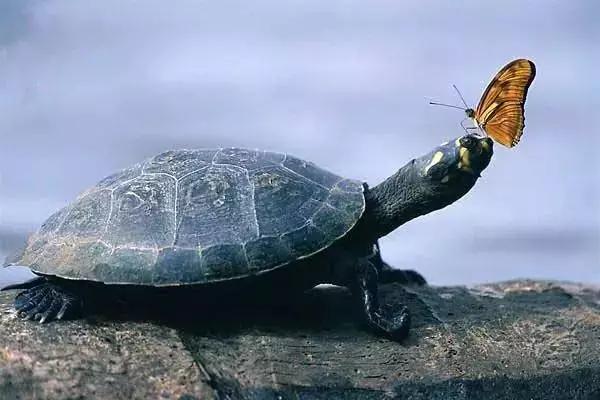 水族箱养鱼龟混养造景,热带鱼混养龟最佳搭配