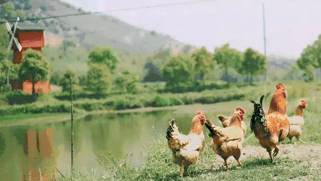 一个有机农场的商业探索