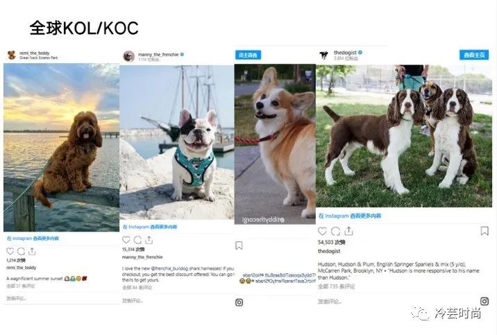 宠物新兴行业前景如何,宠物行业未来赚钱机会在哪