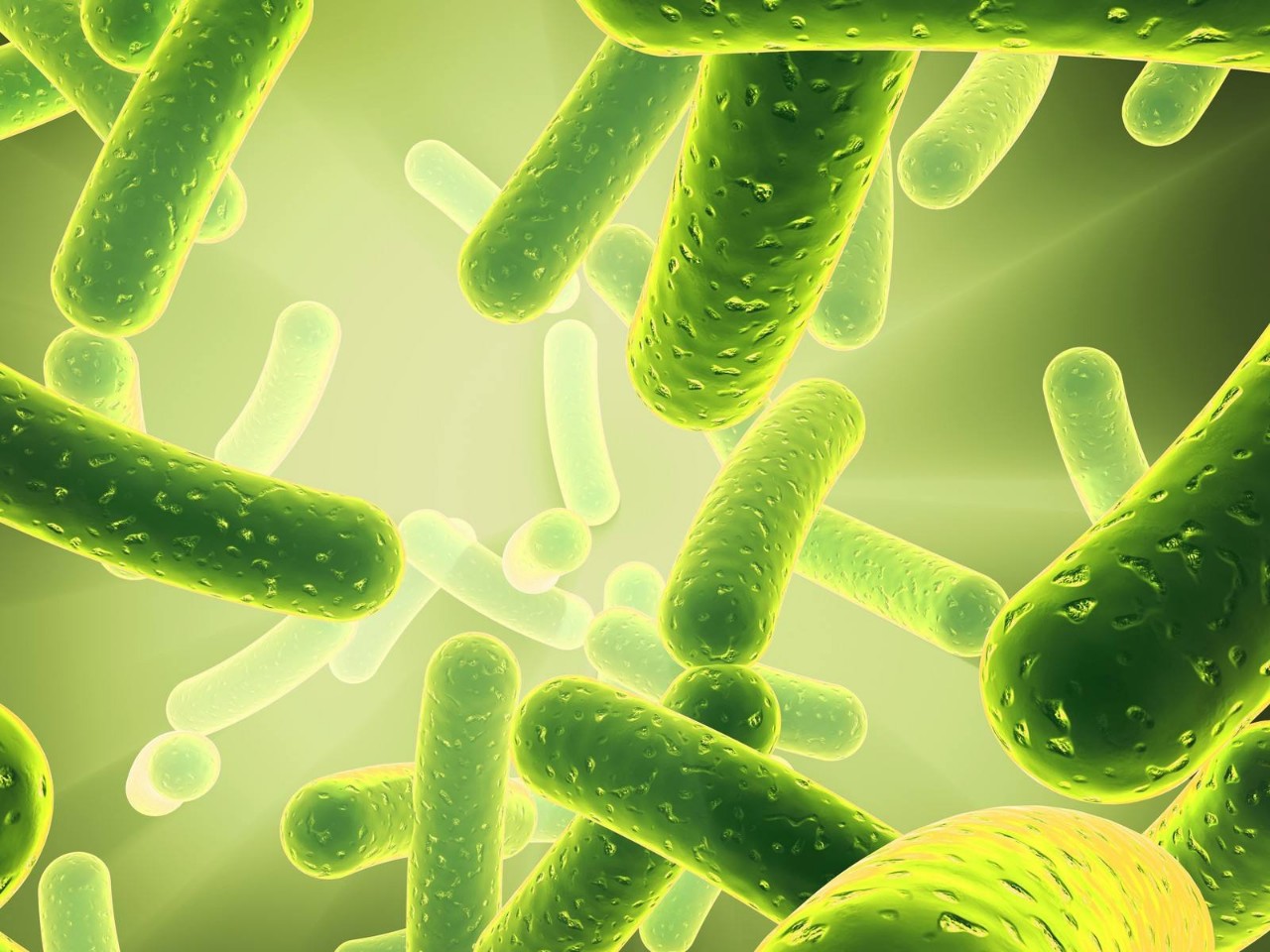 猫吃哪款益生菌比较好,猫用益生菌和人用的益生菌