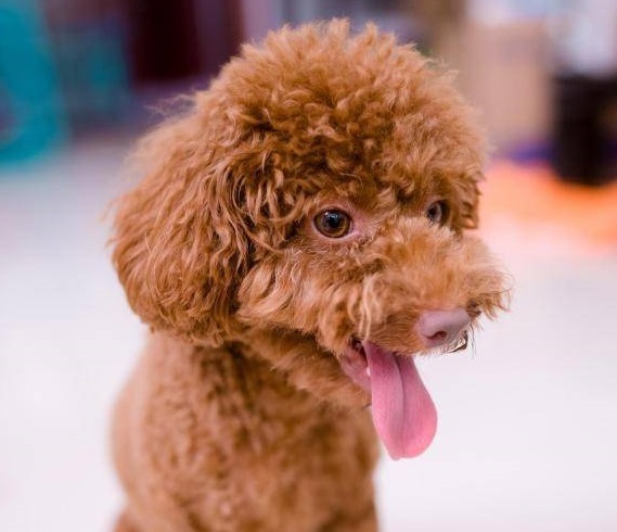 泰迪幼犬的注意事项,关于泰迪幼犬的知识